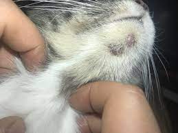 Check spelling or type a new query. Bumps On Cat S Chin Thecatsite