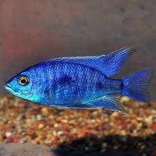 Its body has a base color of orange or yellow gold. Electric Blue African Cichlid Tropical Fish For Freshwater Aquariums