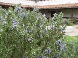 Check spelling or type a new query. Here S How To Grow An Herb Garden In The Southern California Desert