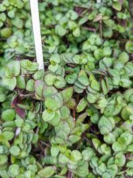 The leaves of callisia repens have purple undersides.in late autumn/winter, as watering slows down or ceases, the leaves become deep purple. How To Care For The Adorable Callisia Repens Bianca