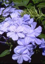 Buy grower direct to the public. What Are Some Good Shade Tolerant Climbers For Zones 6 And 7 Gardening Landscaping Stack Exchange