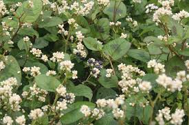 Image result for Persicaria madagascariensis