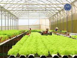Thủ Tục Quy Trình Chứng Nhận Vietgap Trồng Trọt