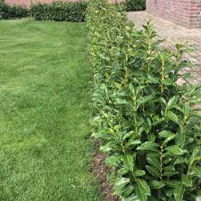 Da es sich um eine immergrüne hecke handelt. Kirschlorbeer Genolia 100 125 Cm 27 23