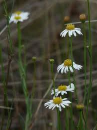 Image result for Wahlenbergia paludicola