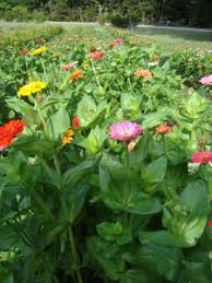 Image result for eustoma Balboa