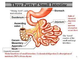Three Parts Of Small Intestine Diagram Www Anatomynote Com Digestive System Anatomy Intestines Anatomy Intestines