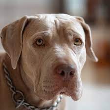 Maybe you would like to learn more about one of these? Pitbull Colors Rare Uncommon Colors Of Pitbulls