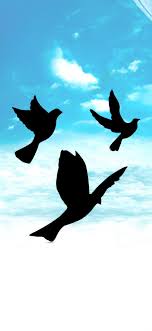 Pin By Dilipdubey On Wallpapers In 2020 Animals Wallpaper Bird