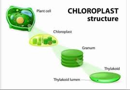 Photosynthesis occurs in eukaryotic cell structures called chloroplasts. Facebook