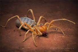 Ugliest Spider In The World Cutest Animal Most Frightening Animal Arachnids Spiders Arachnids Worlds Cutest Animals
