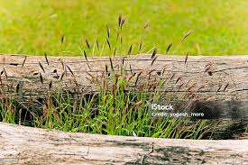 Image result for Ischaemum