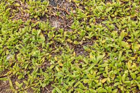 Image result for Aizoaceae