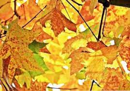 Anda juga bisa mencari terjemahan untuk. Ciri Ciri Musim Luruh 8 Paling Penting Budaya Umum Thpanorama Buat Diri Anda Lebih Baik Hari Ini