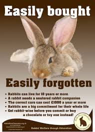 It might sound not much but you will need it regularly done. 11 House Rabbit Society Ideas House Rabbit Rabbit House Rabbit Society