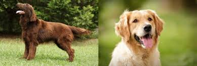 Flat coated retriever pet print from my own original watercolour painting. Flat Coated Retriever Vs Golden Retriever Breed Comparison