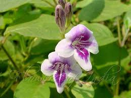 Image result for Asystasia