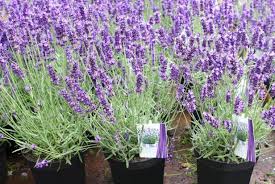 Research conducted by new mexico state university sustainable agriculture science center when planting lavender as a crop, spacing depends on the size of the cultivars and ranges from 2. Benefits Of Lavender Hgtv