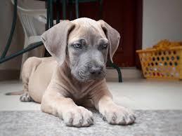 Boerboel 2 Months Old Labrador Retriever Boerboel Dogs