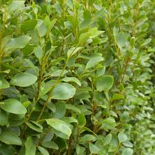 Suttons hedging plants are a cheap and easy way to create a boundary and plants make the best privacy screens for your garden. Griselinia Littoralis Griselinia Hedge Hedges Direct
