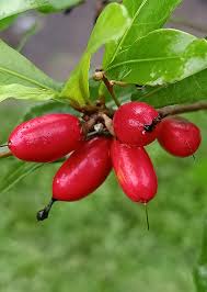 Image result for Synsepalum