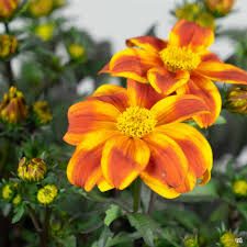 Image result for Bidens kirkii