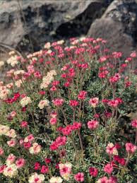 Image result for Eriosema robinsonii