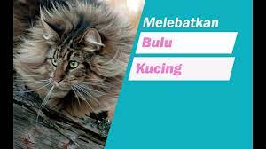 Namun, anda mungkin harus turut membantu jika hasilnya kurang baik. Cara Melebatkan Bulu Kucing Youtube