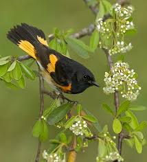 Small Black Bird With Orange Wings And Tail Njas Page Not Found Zhivopis Pticy Ptichki Zhivotnye