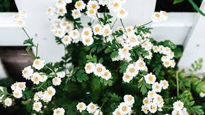 We've put together 10 of the most beautiful white flowering perennials that are sure to add an element of elegance to your garden this year. 10 Great Shrubs That Bloom With White Flowers