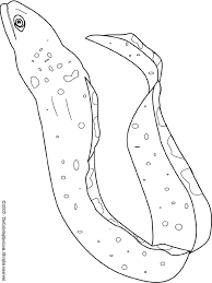 100% free sea life coloring pages. Moray Eel Coloring Page Audio Stories For Kids Free Coloring Pages Colouring Printables