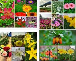 Kashmir greets you with its snow capped mountains, picturesque valleys, serene lakes, magnificent trees, vibrant flowers and. Floriculture A Boom For Doubling The Income In Kashmir Valley