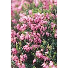 Check spelling or type a new query. Monrovia Pink Mediterranean Pink Heath Flowering Shrub In Pot With Soil In The Shrubs Department At Lowes Com