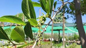 Image result for Citharexylum