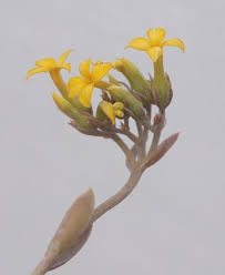 Image result for Crassula alticola