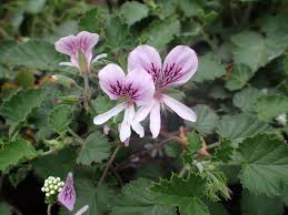 Image result for Diospyros dichrophylla