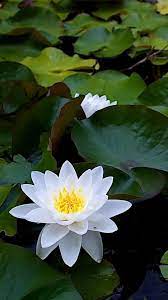 Affordable and search from millions of royalty free images, photos and vectors. White Lotus Flower Most Beautiful Flowers Beautiful Flowers