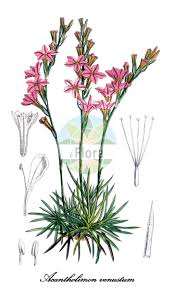 Image result for Plumbaginaceae