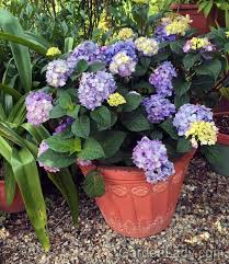 Check spelling or type a new query. Growing Hydrangeas In Containers Gardenlady Com