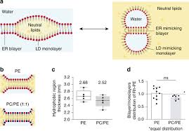 The cell membrane (or plasma membrane) is the thin outer layer of the cell that differentiates the cell from its environment. Triacylglycerols Sequester Monotopic Membrane Proteins To Lipid Droplets Nature Communications