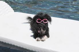 Maybe you would like to learn more about one of these? Vancort S Happy Havanese Havanese Puppies Bathm Michigan