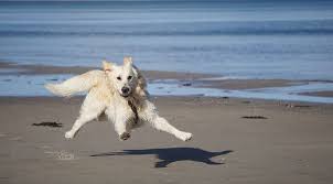 De rest van het jaar mogen honden vrij loslopen. Vakantie Aan Zee Met Hond Oasis Punt West