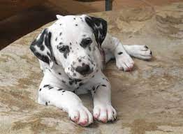 Nija Boxers And Telde Dalmatians Boxers Dalmatian Puppy Dalmatian Dogs And Puppies