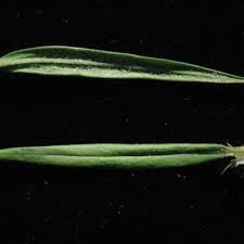 Image result for Kohautia microflora