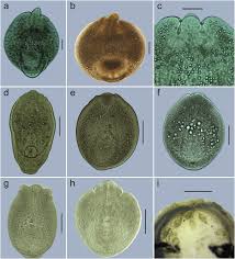 Image result for Platostoma dilungense