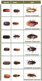 Fox pest control is rochester #1 boxelder bugs control. 900 Pest Control Roaches Ideas Pest Control Pests Pest Control Roaches
