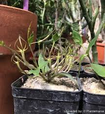 Image result for Ceropegia conrathii