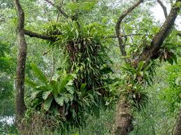 Image result for Asplenium hemitomum