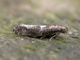 Cela permet de lutter contre la mouche du poireaux. Teigne Du Poireau Acrolepiopsis Assectella Traitement Et Lutte