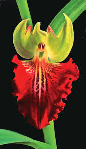 Image result for Brachycorythis kalbreyeri